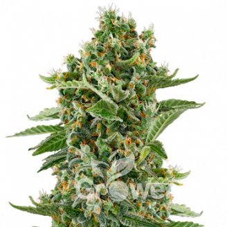 Cannalope Kush Auto Fem.