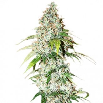 L.Ghost OG Auto Fem.