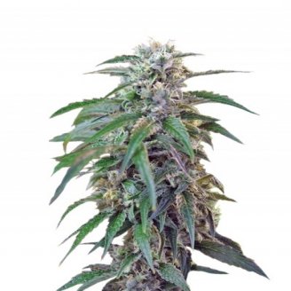 Купить семена марихуаны Green Poison Auto Fem.
