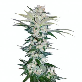 Sour Diesel Auto Fem.