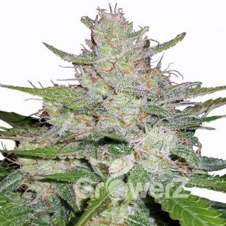 Think Different Auto Fem.