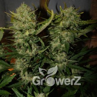 Shiskaberry Auto Fem.