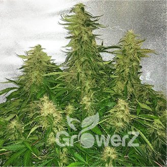 Shiskaberry Auto Fem.