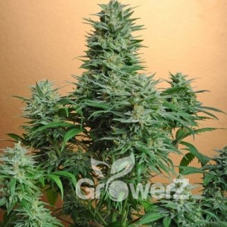 Papaya Cookies Auto Fem.