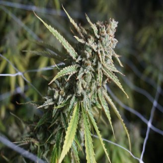 Pound Cake Auto Fem.