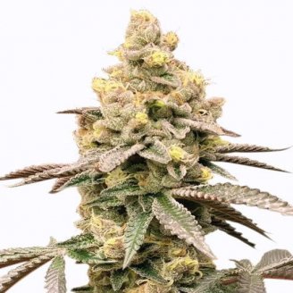 Купить семена марихуаны Tropico Cookies Auto Fem.