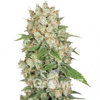 AK 47 Fem.