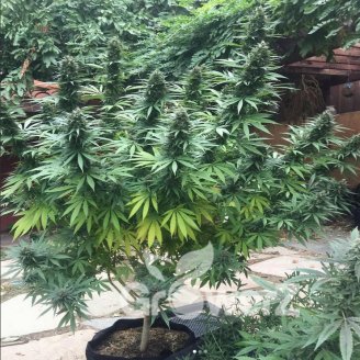 Afghan Original Fem.