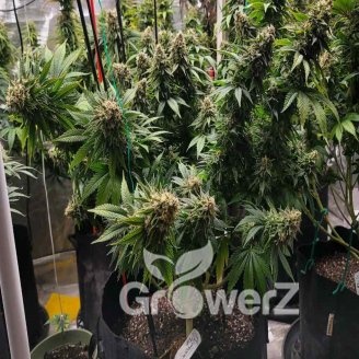 Black Widow Auto Fem.