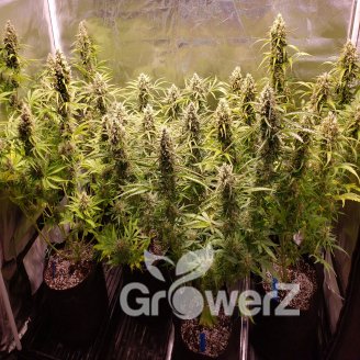 Gorilla Berry Auto Fem.