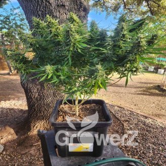 Hellfire OG Auto Fem.