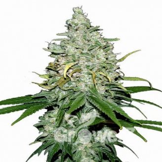 Fat Bastard Auto Fem.