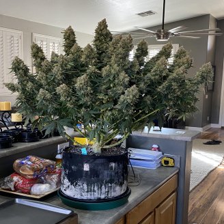 Permanent Marker Auto Fem.