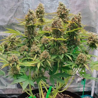 Permanent Marker Auto Fem.