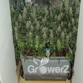 Plushberry Auto Fem.