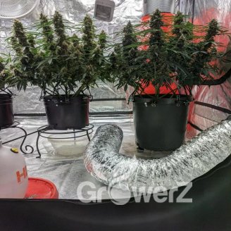 Critical CBD Auto Fem.