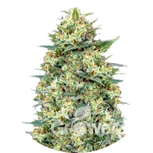 White Widow Auto Fem.