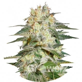 Afghan Kush Auto Fem.