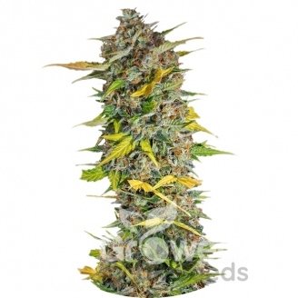 Cream Mandarine Auto Fem.