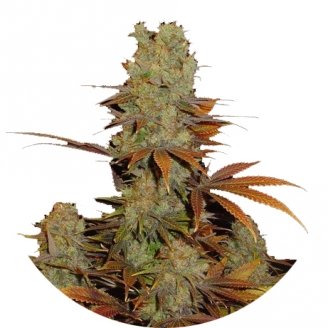 Купить семена марихуаны Somango Fem.